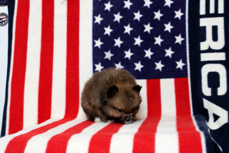 puppy, for, sale, Pomeranian, Matthew B. Stoltzfus, dog, breeder, Gap, PA, dog-breeder, puppy-for-sale, forsale, nearby, find, puppyfind, locator, puppylocator, aca